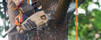 How Our Tree Care Process Works  in  Union Springs, NY