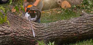 Best Tree Preservation Services  in Union Springs, NY