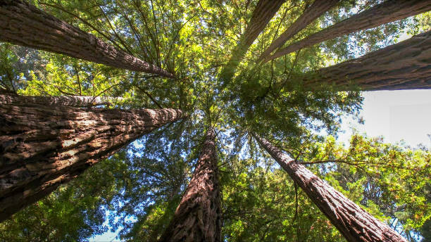 Best Tree Maintenance Programs  in Union Springs, NY
