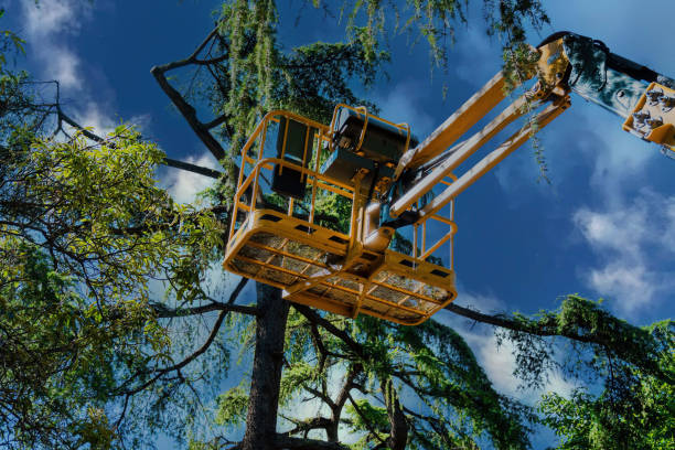 Best Tree Risk Assessment  in Union Springs, NY